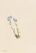 Myosotis des Alpes Myosotis alpestris - Mary Vaux Walcott — vista dell’opera