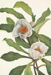 Franklinia alatamaha - Mary Vaux Walcott — vista dell’opera