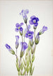 Gentiane frangée Gentiana elegana - Mary Vaux Walcott — Ansicht des Kunstwerks