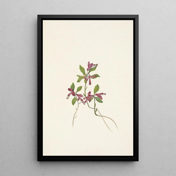 Mary Vaux Walcott - Fringed Polygala Polygala paucifolia.webp