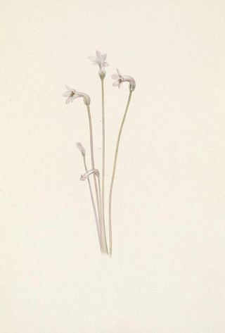Mary Vaux Walcott - Ghostpipe Thalesia uniflora.webp