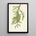 Thuya géant Thuja plicata - Mary Vaux Walcott — gerahmtes Bild an der Wand