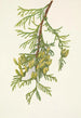 Thuya géant Thuja plicata - Mary Vaux Walcott — Ansicht des Kunstwerks