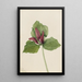 Großes Trillium-Gemälde Trillium chloropetalum - Mary Vaux Walcott — gerahmtes Bild an der Wand