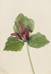 Großes Trillium-Gemälde Trillium chloropetalum - Mary Vaux Walcott — Ansicht des Kunstwerks
