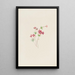 Gilia linanthus parviflorus von Mary Vaux Walcott — gerahmtes Bild an der Wand