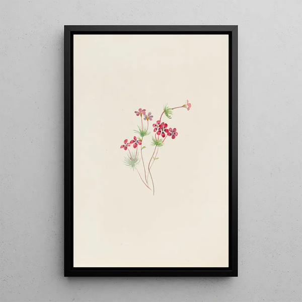 Mary Vaux Walcott - Gilia linanthus parviflorus.webp