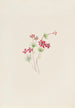 Gilia linanthus parviflorus von Mary Vaux Walcott — Ansicht des Kunstwerks