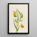 Lanterne Fée Dorée Calochortus Amabilis - Mary Vaux Walcott — gerahmtes Bild an der Wand