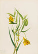 Lanterne Fée Dorée Calochortus Amabilis - Mary Vaux Walcott — Ansicht des Kunstwerks