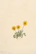 Vergerette dorée Erigeron aureus - Mary Vaux Walcott — Ansicht des Kunstwerks