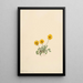 Vergerette dorée Erigeron aureus - Mary Vaux Walcott — gerahmtes Bild an der Wand
