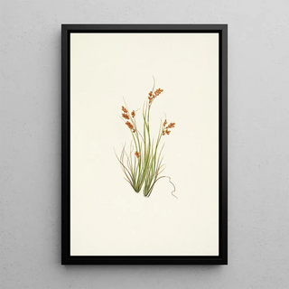 Mary Vaux Walcott - Golden Sedge Carex aurea.webp