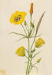 Calice doré Mariposa Calochortus claratus - Mary Vaux Walcott — Ansicht des Kunstwerks
