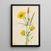 Calice doré Mariposa Calochortus claratus - Mary Vaux Walcott — gerahmtes Bild an der Wand