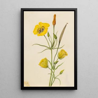 Mary Vaux Walcott - Goldenbowl Mariposa Calochortus claratus.webp