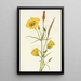 Calice doré Mariposa Calochortus clavatus - Mary Vaux Walcott — gerahmtes Bild an der Wand