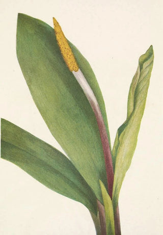 Mary Vaux Walcott - Goldenclub Orontium aquaticum.webp