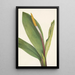 Orontium aquatique - Mary Vaux Walcott — gerahmtes Bild an der Wand