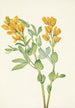 Punkte Goldfarben Thermopsis rhombifolia - Mary Vaux Walcott — Ansicht des Kunstwerks