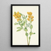 Punkte Goldfarben Thermopsis rhombifolia - Mary Vaux Walcott — gerahmtes Bild an der Wand