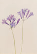 Noix d'herbe Brodiaea laxa - Mary Vaux Walcott — Ansicht des Kunstwerks