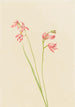 Orchidee rosa des heidekrauts - Mary Vaux Walcott — Ansicht des Kunstwerks