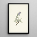 Phacélie grise Phacelia sericea - Mary Vaux Walcott — gerahmtes Bild an der Wand