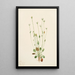 Senecio gris Senecio canus - Mary Vaux Walcott — gerahmtes Bild an der Wand