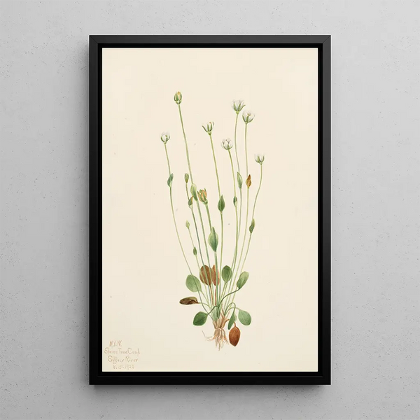 Mary Vaux Walcott - Gray Ragwort Senecio canus.webp