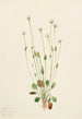 Senecio gris Senecio canus - Mary Vaux Walcott — Ansicht des Kunstwerks