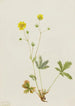 Potentille à feuilles grises Potentilla glaucophylla - Mary Vaux Walcott — Ansicht des Kunstwerks