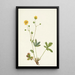 Potentille à feuilles grises Rotentilla glaucophylla - Mary Vaux Walcott — gerahmtes Bild an der Wand