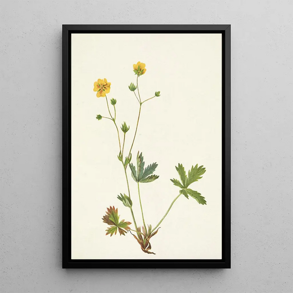Mary Vaux Walcott - Grayleaf Fivefinger Rotentilla glaucophylla.webp