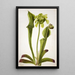 Sarracénie grün Sarracenia orephila - Mary Vaux Walcott — gerahmtes Bild an der Wand