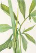 Drache grün Arisaema dracontium - Mary Vaux Walcott — Ansicht des Kunstwerks