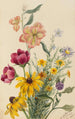 Blumen Gruppe - Mary Vaux Walcott — Ansicht des Kunstwerks