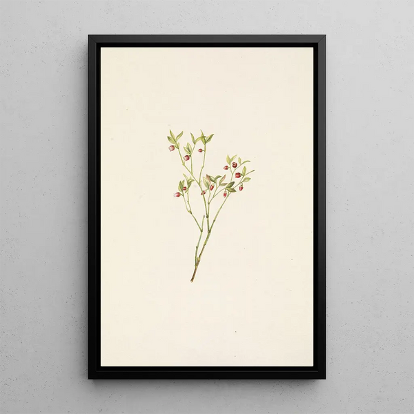 Mary Vaux Walcott - Grouse Whortleberry flower Vaccinium scoparium.webp