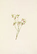 Fleur d'airelle des bois Vaccinium scoparium - Mary Vaux Walcott — Ansicht des Kunstwerks