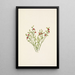 Frucht der Heidelbeere des Waldes Vaccinium scoparium - Mary Vaux Walcott — gerahmtes Bild an der Wand
