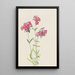 Phlox velu Phlox amoena - Mary Vaux Walcott — gerahmtes Bild an der Wand