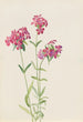 Phlox velu Phlox amoena - Mary Vaux Walcott — Ansicht des Kunstwerks
