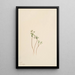 Messager du printemps Erigenia bulbosa - Mary Vaux Walcott — gerahmtes Bild an der Wand