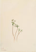 Messager du printemps Erigenia bulbosa - Mary Vaux Walcott — Ansicht des Kunstwerks