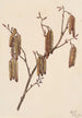 Aulne coudrier Alnus regosa - Mary Vaux Walcott — Ansicht des Kunstwerks