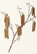 Aulne coudrier Alnus rugosa - Mary Vaux Walcott — Ansicht des Kunstwerks