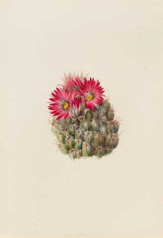 Mary Vaux Walcott - Hedgehog Cactus Coryphantha arizonica.webp