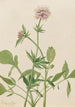Heliotrop Wermut Valeriana sitchensis - Mary Vaux Walcott — Ansicht des Kunstwerks