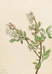 Myrtille en corymbe Vaccinium corymbosum - Mary Vaux Walcott — Ansicht des Kunstwerks