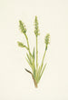 Spiranthes à capuchon Ibidium strictum - Mary Vaux Walcott — Ansicht des Kunstwerks